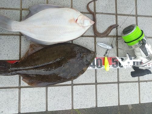 マコガレイの釣果