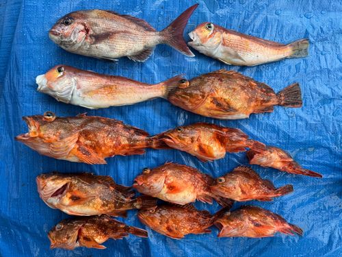 タイの釣果