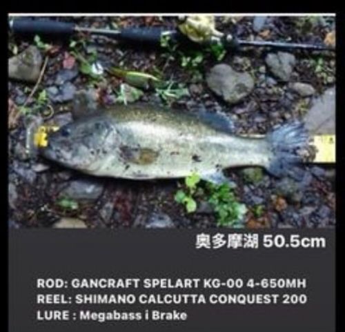 ブラックバスの釣果