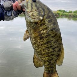 スモールマウスバス