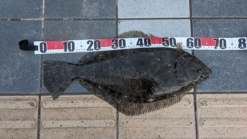 ヒラメの釣果
