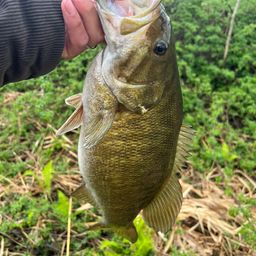 スモールマウスバス