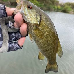 スモールマウスバス