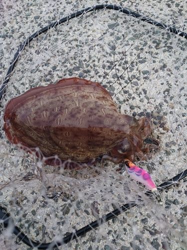 モンゴウイカの釣果