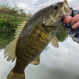 スモールマウスバス