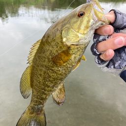 スモールマウスバス