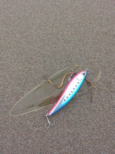 シタビラメの釣果