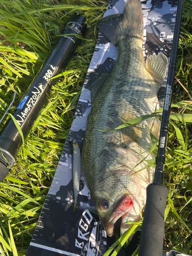 ブラックバスの釣果