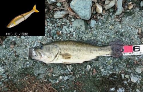 ブラックバスの釣果