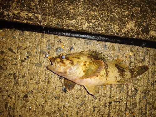 ヨロイメバルの釣果