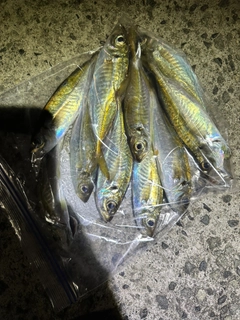 マアジの釣果