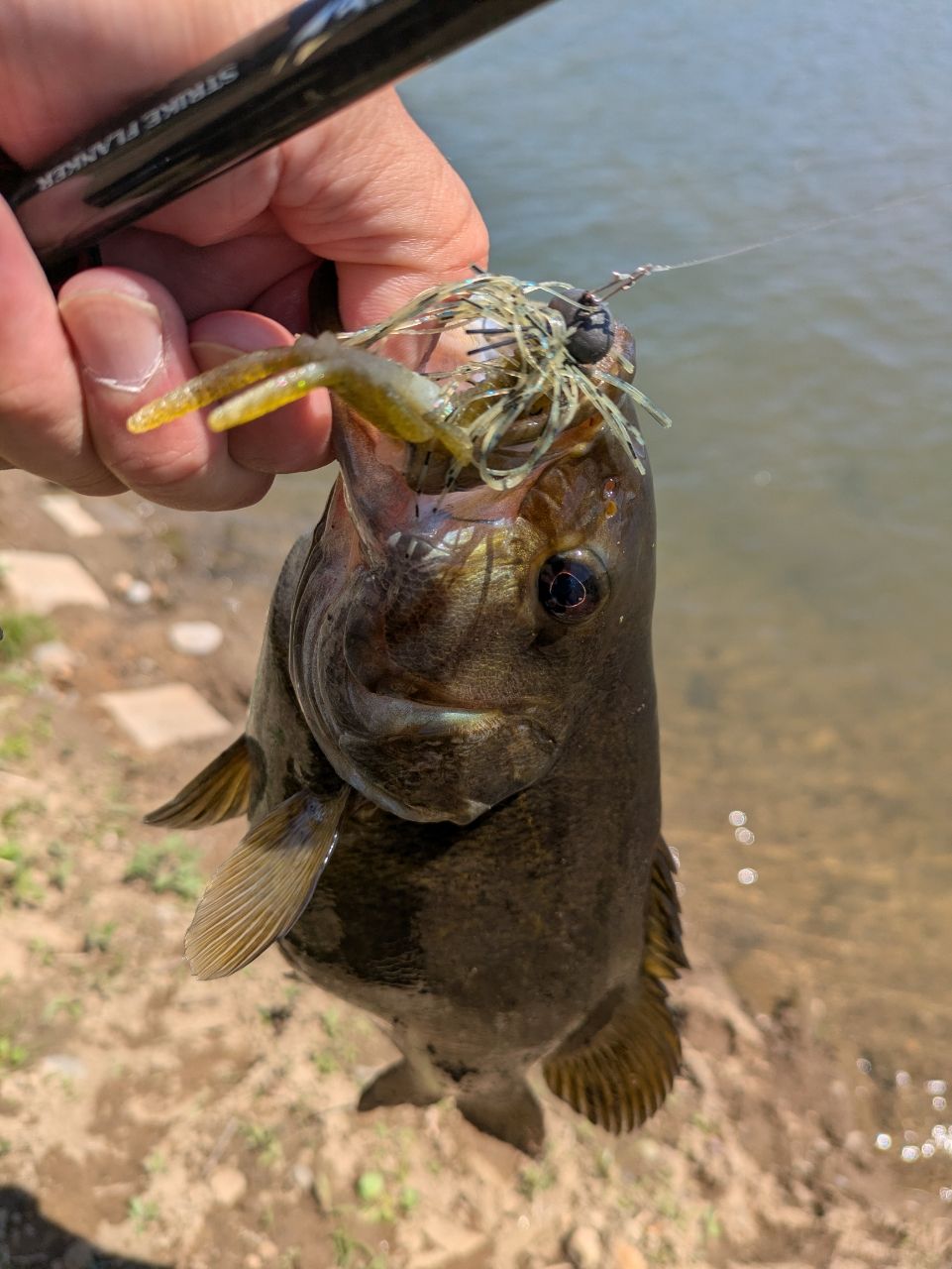 スモールマウスバス