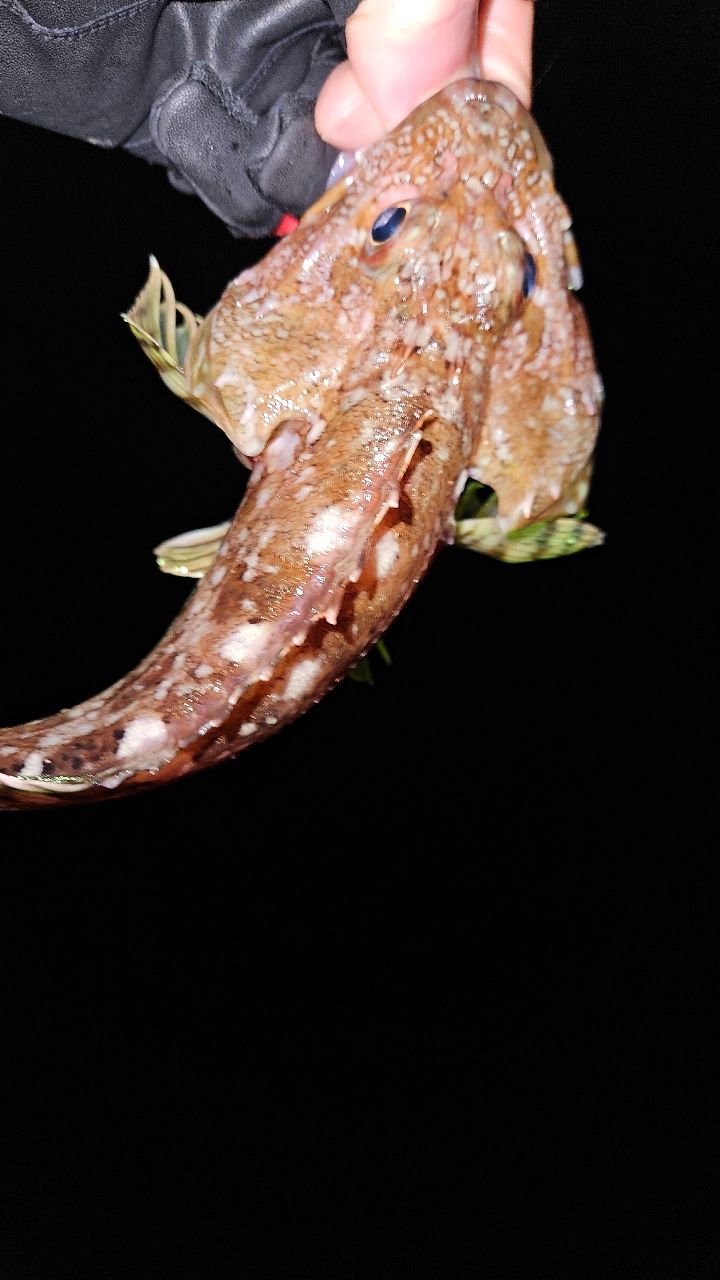 ウッカリカサゴ