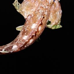 ウッカリカサゴ