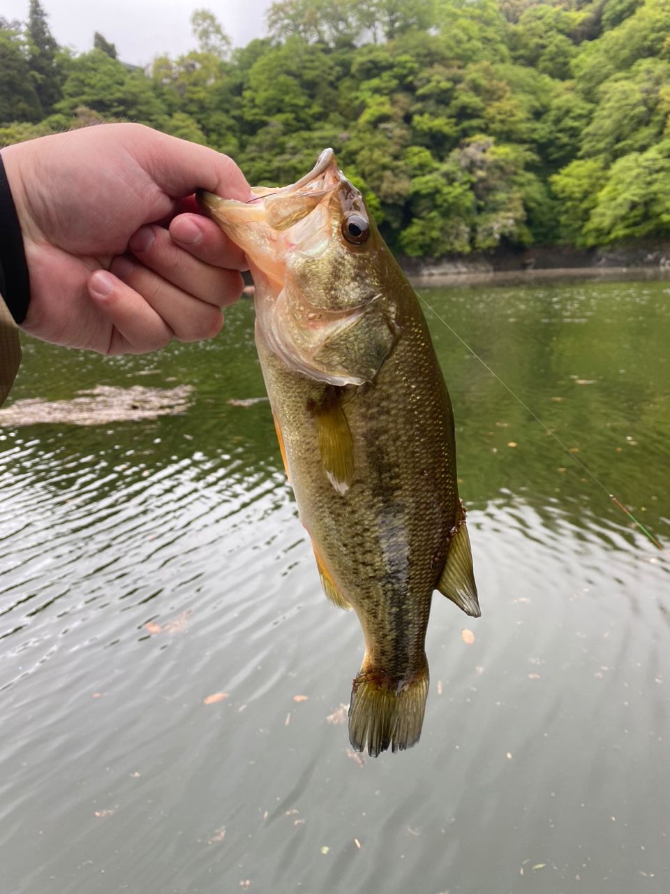 ラージマウスバス