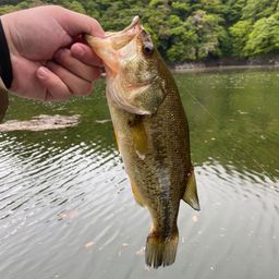 ラージマウスバス