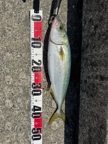 ハマチの釣果