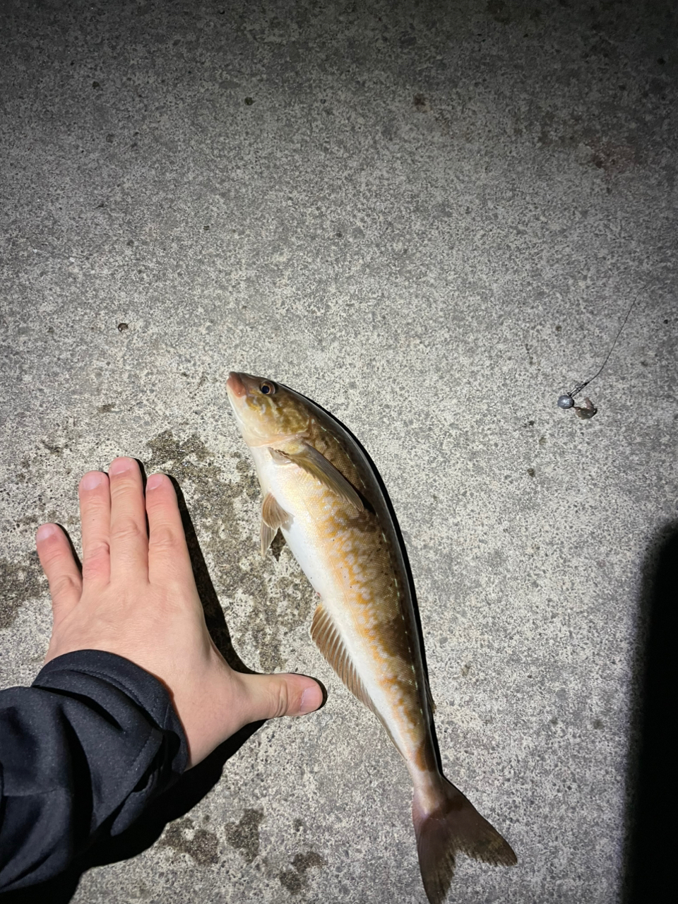 SHIMANO 22サハラ C3000HGの最安値・インプレ・釣果 | 本音の