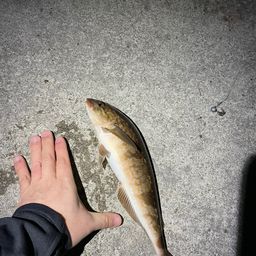 ホッケ