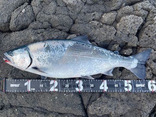 サクラマスの釣果
