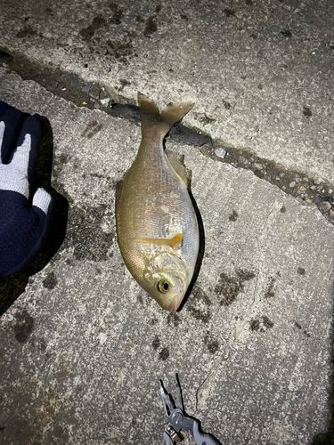 ウミタナゴの釣果
