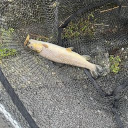 ブラウントラウト