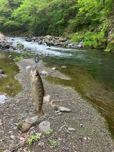 ヤマメの釣果
