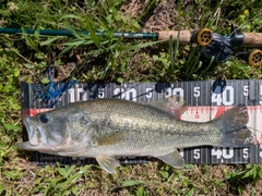 ラージマウスバスの釣果