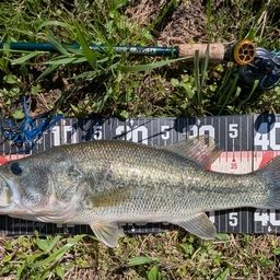 ラージマウスバス