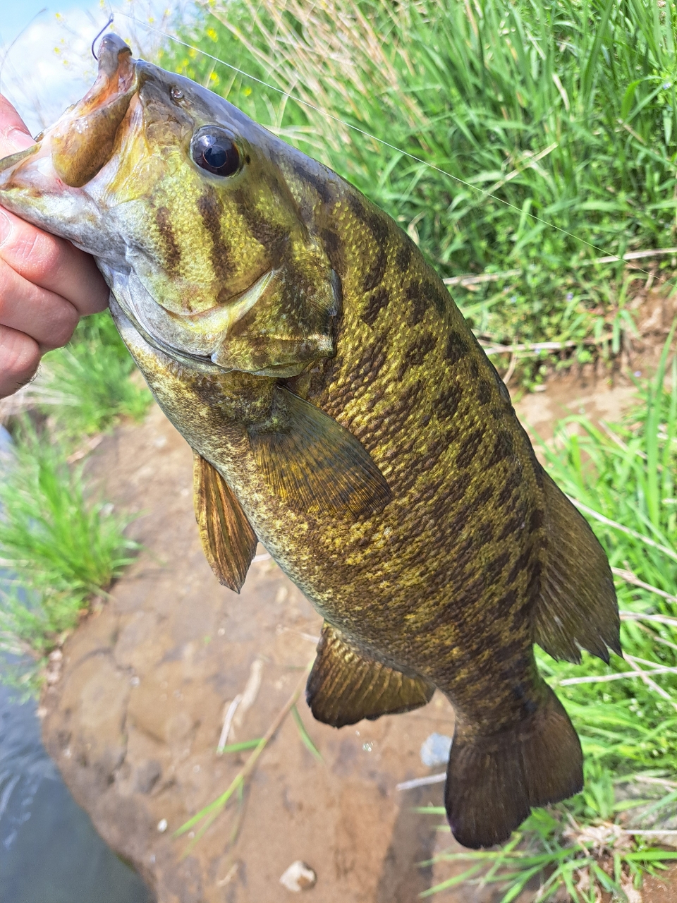 DAIWA 19ブラックレーベル SG 662L+FSの最安値・インプレ・釣果 DAIWA 19ブラックレーベル SG 662L+FSの最安値・インプレ・釣果