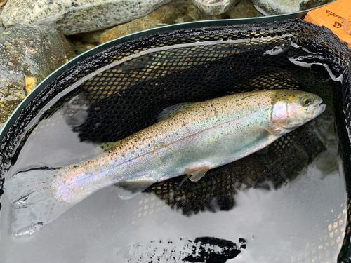 ニジマスの釣果