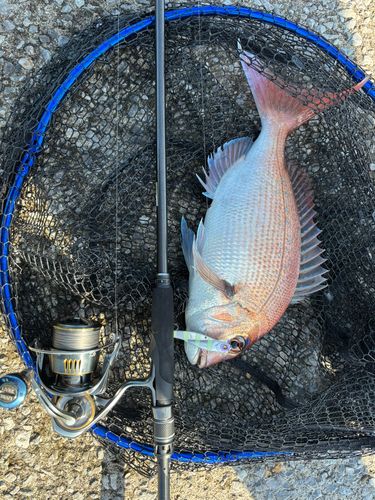 タイの釣果