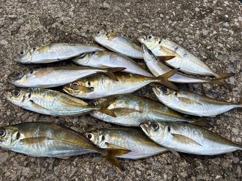アジの釣果