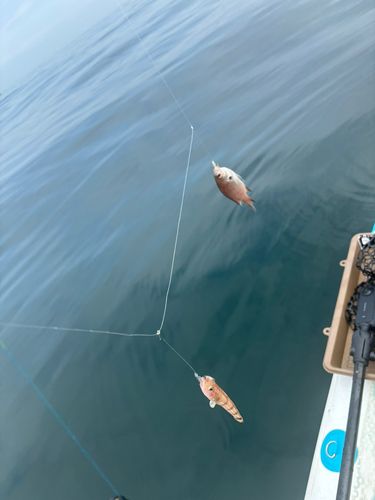 スズメダイの釣果