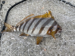 タカノハダイの釣果