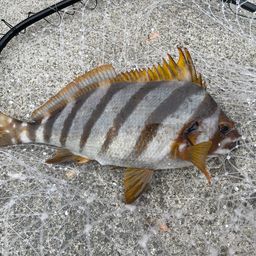 タカノハダイ