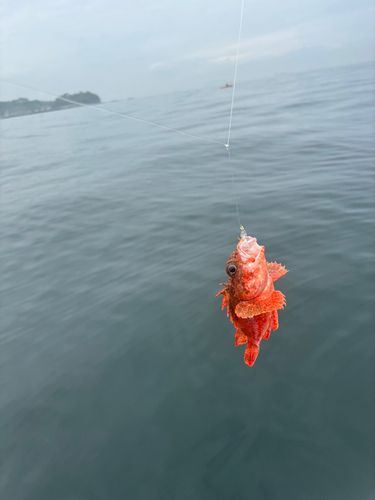オニカサゴの釣果