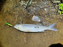 ボラの釣果