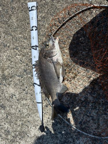 チヌの釣果