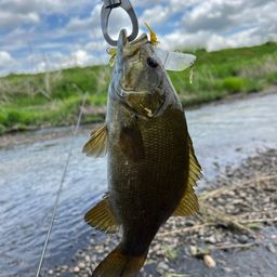 スモールマウスバス