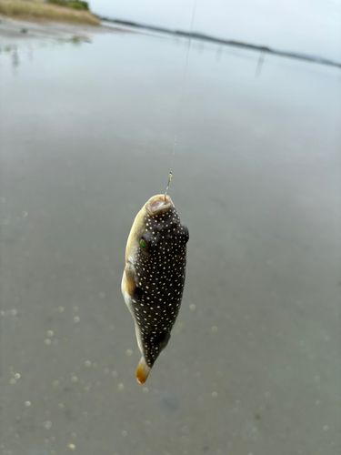 フグの釣果