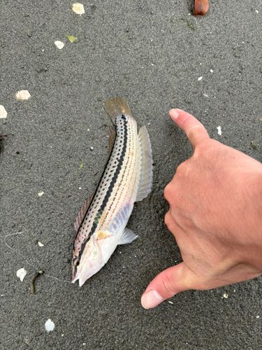 キュウセンの釣果