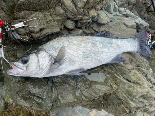 ヒラスズキの釣果