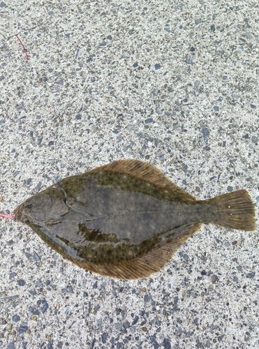 カレイの釣果