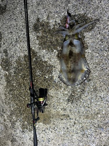 アオリイカの釣果