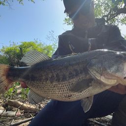 ブラックバス