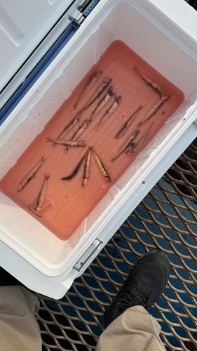 カタクチイワシ