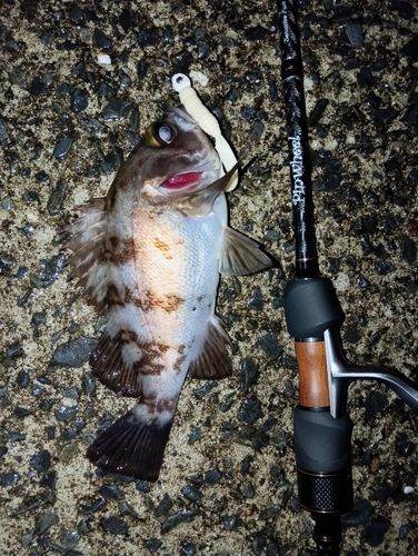 メバルの釣果