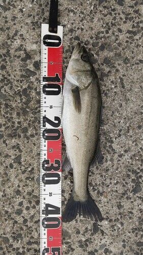 フッコ（ヒラスズキ）の釣果