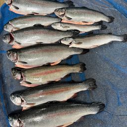 トラウトサーモン